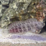 Jeweled Rockskipper Blenny Redfin