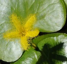 Floating hearts (Nymphoides thunbergiana)