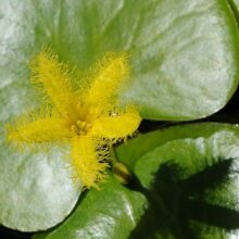 Floating hearts (Nymphoides thunbergiana)