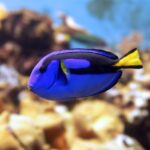 Blue Regal Tang