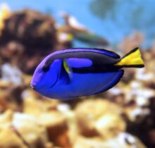 Blue Regal Tang