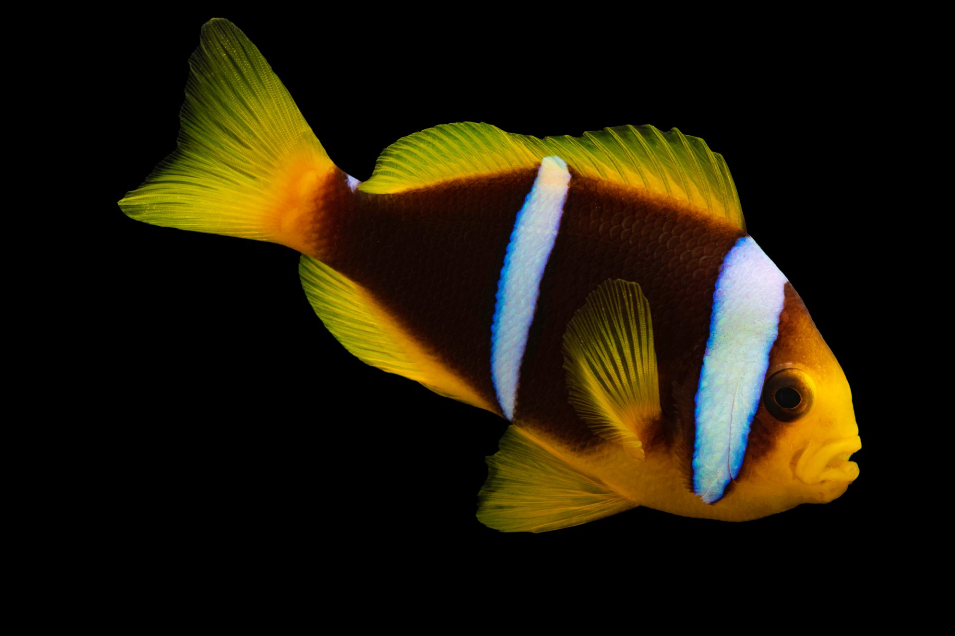 Mauritius Anemone Clownfish