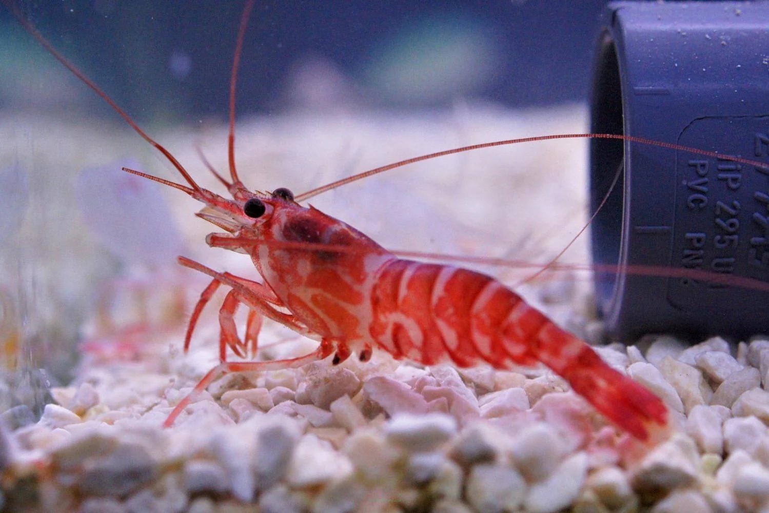 Kuekenthalis Cleaner Shrimp