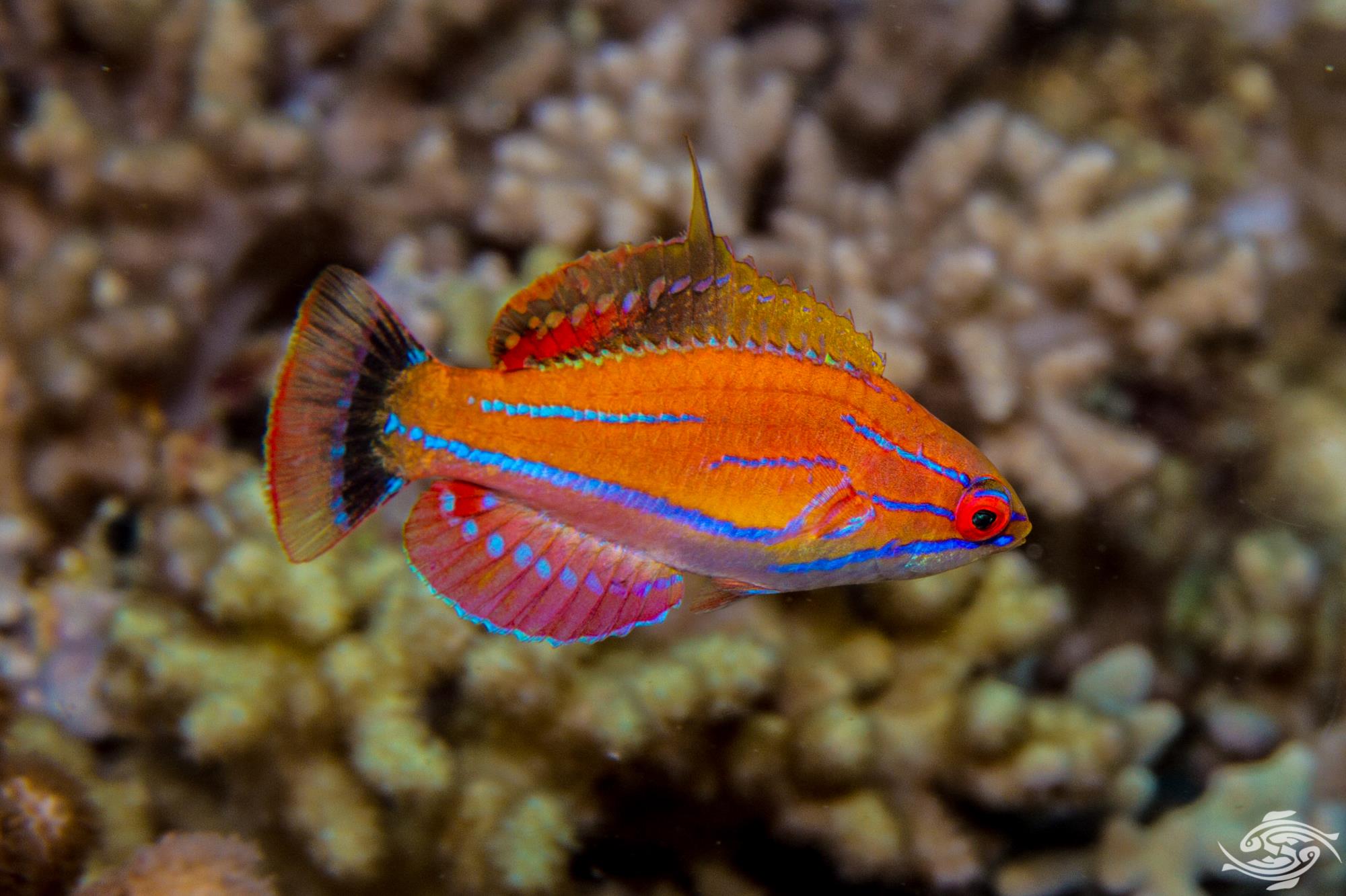 Mccosker's flasher Wrasse