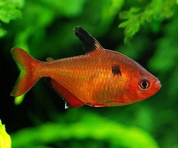 Serpae Tetras