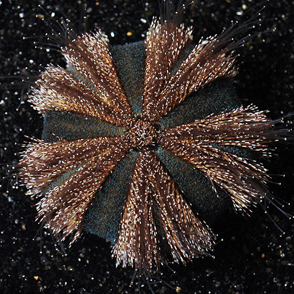 Black Tuxedo Urchin