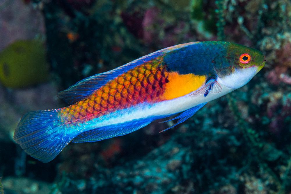 Blue Sided Fairy Wrasse