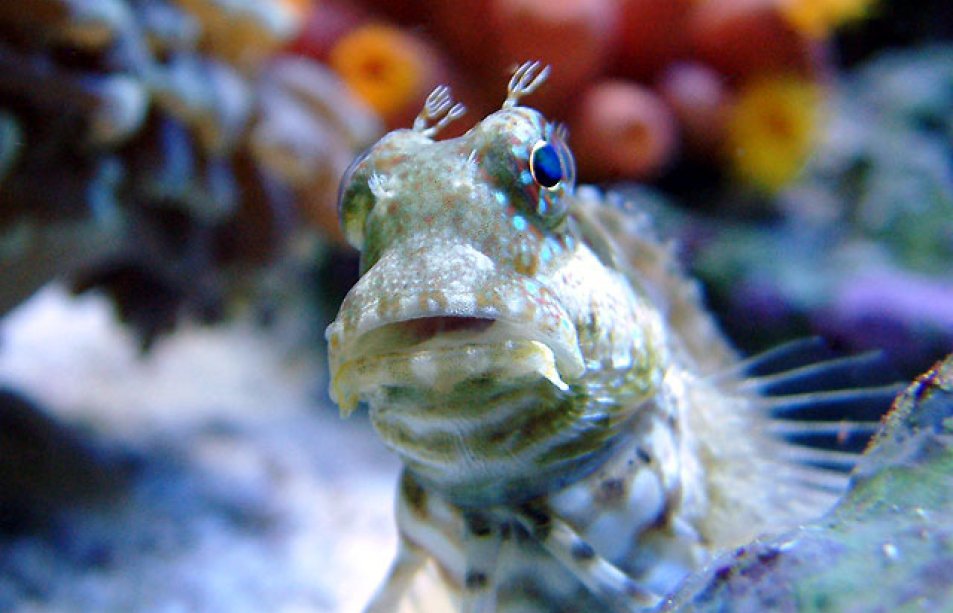 Lawnmower Blenny