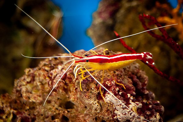 images olc Pacific Cleaner Shrimp Side 900 600 q85