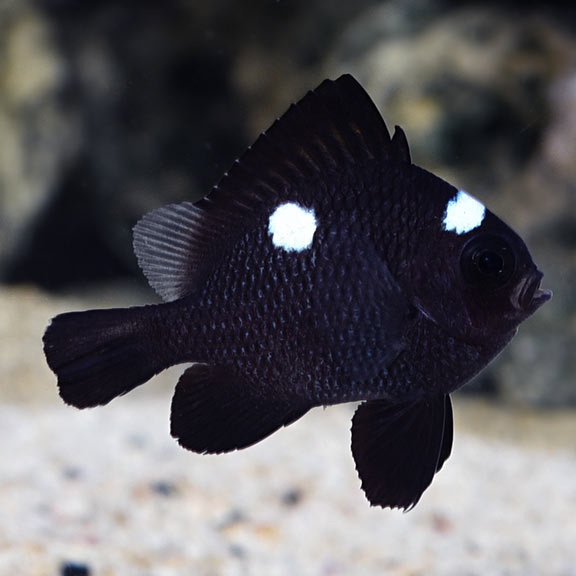 Three Spot Domino Damselfish