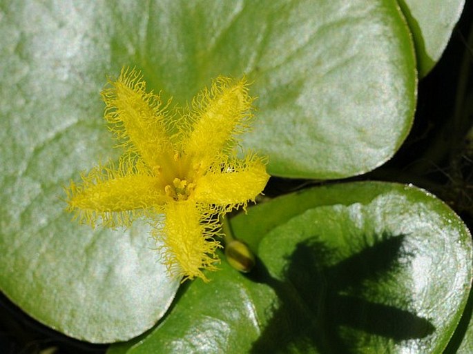 Floating hearts (Nymphoides thunbergiana)