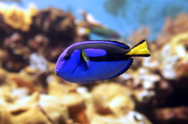 Blue Regal Tang