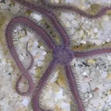 Purple Sponge Brittle Starfish