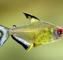 Lemon Tetra