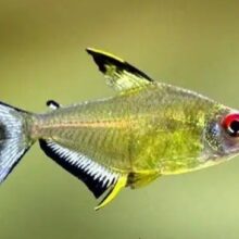 Lemon Tetra