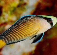 Splendid Dottyback