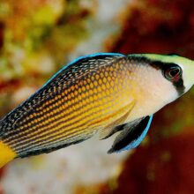 Splendid Dottyback