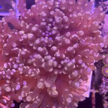 Frogspawn Coral Orange