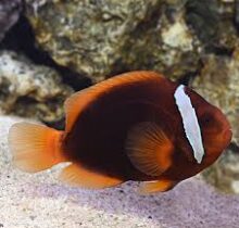 Tomato Clownfish