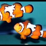 Snowflake Clownfish