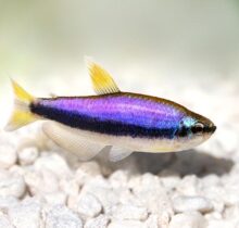 Emperor Tetras