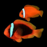 Tomato Clownfish