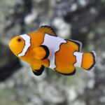 Snowflake Clownfish