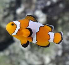 Snowflake Clownfish