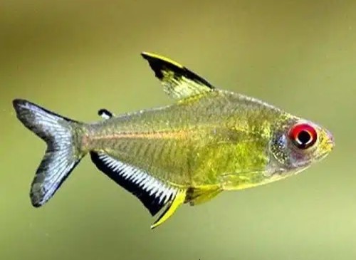 Lemon Tetra