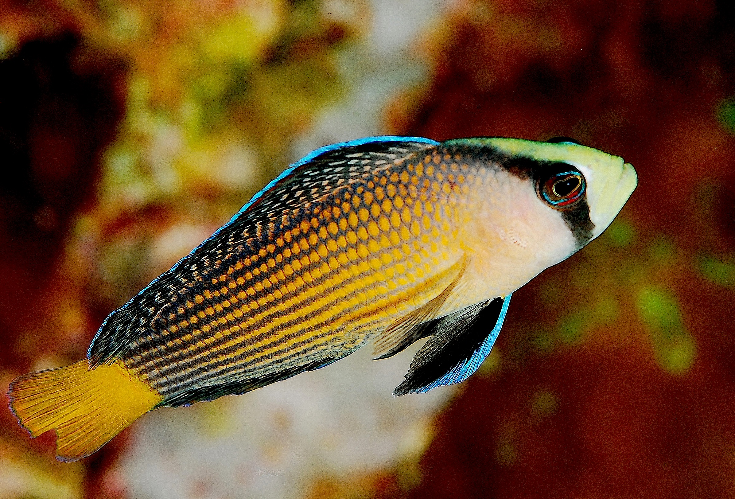 Splendid Dottyback