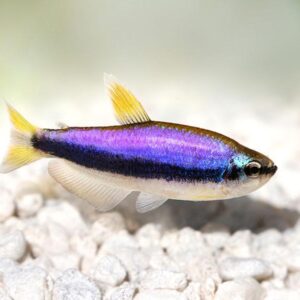 Emperor Tetras