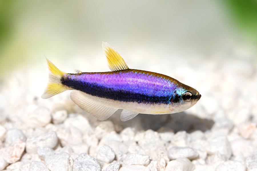 Emperor Tetras