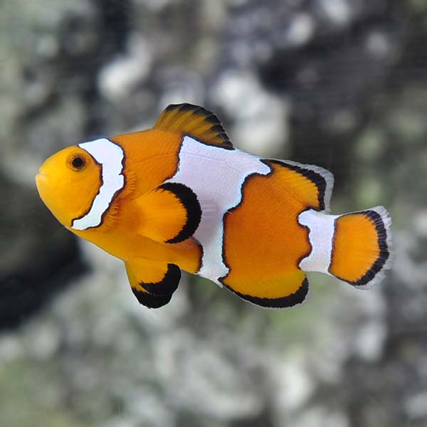 Snowflake Clownfish