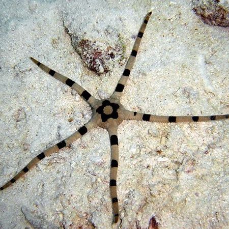 Banded Brittle Starfish