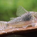 245548 corydoras sp peru nz sven rothe1