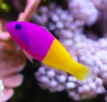 Royal Dottyback