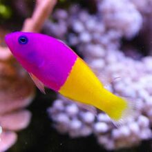 Royal Dottyback