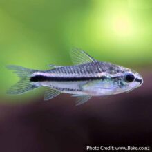 Pygmy Corydoras