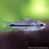 Pygmy Corydoras