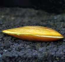 Gold Mussel Clam