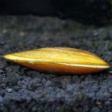 Gold Mussel Clam