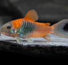 Orange Venezuelan Corydora