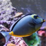 Naso Tang