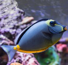 Naso Tang