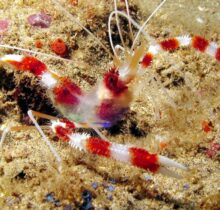 Coral Banded Boxer Shrimp