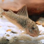 Corydoras sp. Peru