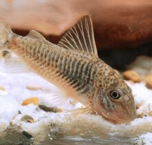 Corydoras sp. Peru