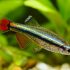 White cloud mountain minnows