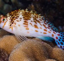 Dwarf Hawkfish