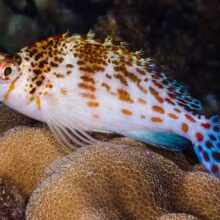 Dwarf Hawkfish